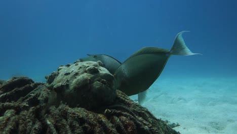 orangespine unicornfish pair graze algae on shallow scuba diving site