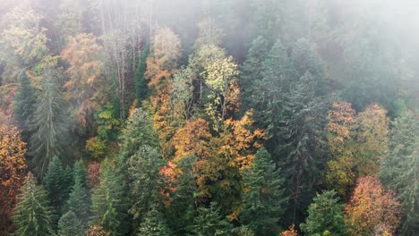 Aerial-dolly-shot-over-vibrant-automnal-mountain-forest-with-veil-of-clouds,-4K