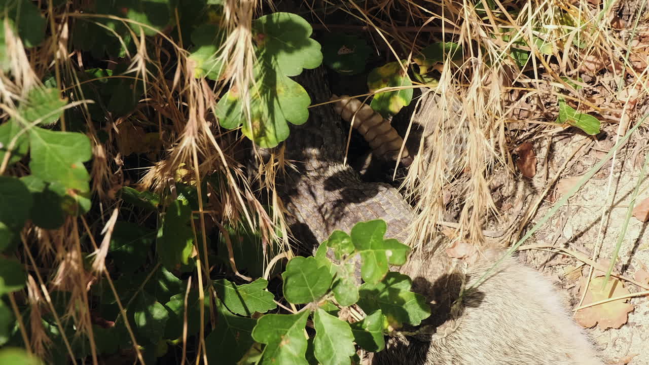 Serpente tra i cespugli con preda tra le fauci scuote il sonaglio della coda per avvertire, vista in primo piano.