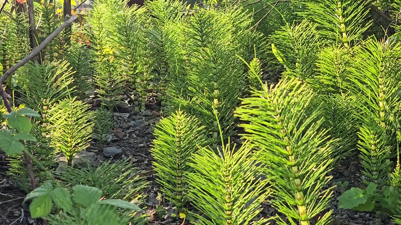 Kortteet (Equisetum), eläviä fossiilikasveja Länsi-Walesissa, kultaisessa ilta-auringonvalossa.