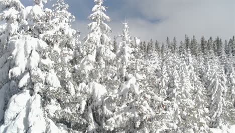 Luftaufnahmen-Eines-Schneebedeckten-Tannenwaldes-Bei-Kaltem,-Windigem-Wetter-Mit-Sonne-Und-Wolken-Am-Himmel