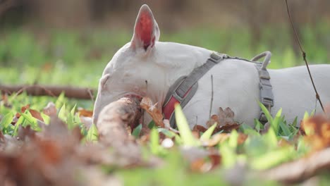 a small white terrier dog in a harness, laying in the grass, enthusiastically chewing on a stick, then looking around curiously