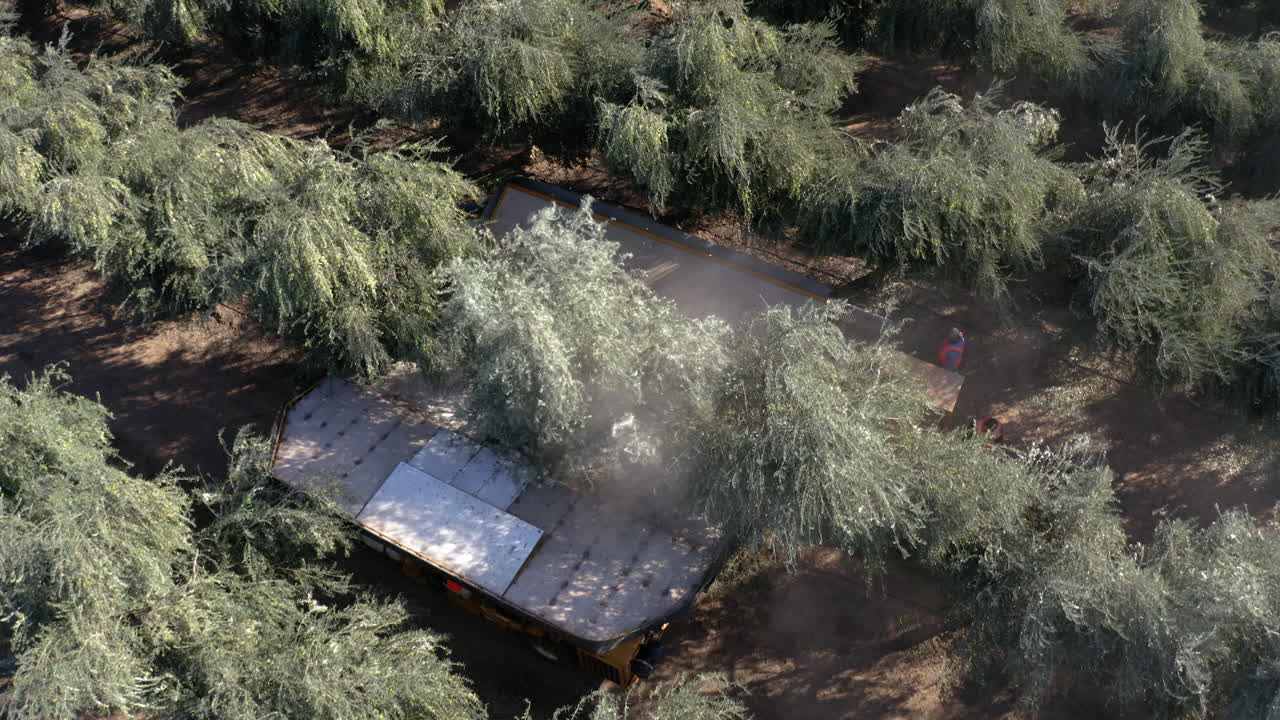 Aerial view of olive harvesting in a large grove