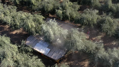 aerial view of olive harvesting in a large grove