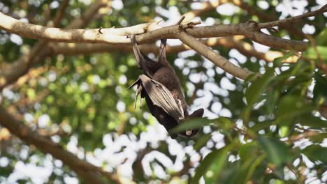 fruit bat, wild black flying fox, native to australia, hanging upside down holding on to a tree, turning, twisting and wondering around its surrounding, roosting in the tree canopy, close up shot