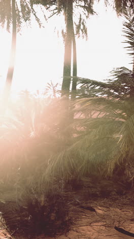 sun shining through palm trees in a tropical jungle