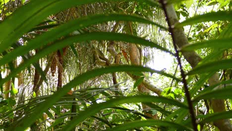 tropical trees blowing in the wind, still camera shot in shade