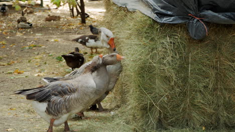 geese eating hay