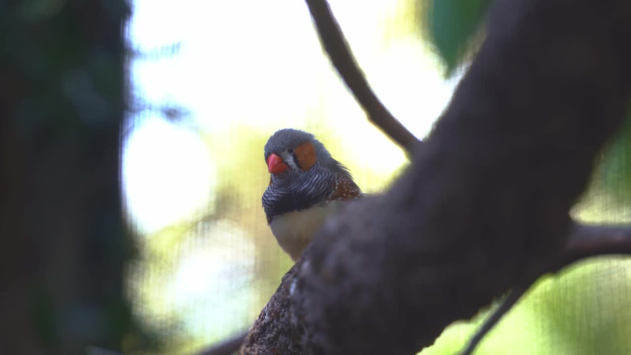 Australian native bird species, a wild zebra finch or chestnut-eared finch, taeniopygia guttata spotted perching on tree branch, spread its wing and fly away, close up shot