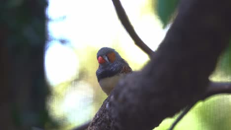 Australian-native-bird-species,-a-wild-zebra-finch-or-chestnut-eared-finch,-taeniopygia-guttata-spotted-perching-on-tree-branch,-spread-its-wing-and-fly-away,-close-up-shot