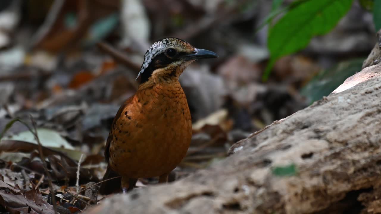 pitta de orejas, hydrornis phayrei, tailandia