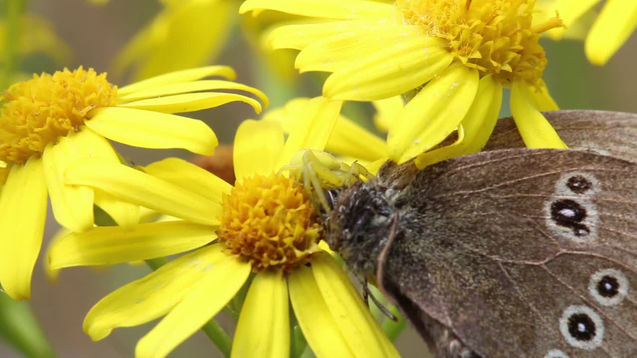 una araña cangrejo de color amarillo con su mariposa anillada presa en una flor de ragwort
