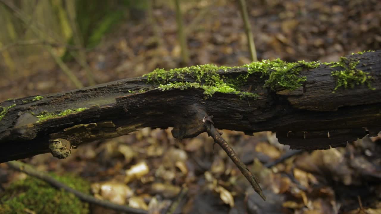 musgo que cubre escombros leñosos gruesos en el suelo del bosque - toma de primer plano
