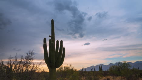 lapso de tiempo de saguaro alto en el desierto de arizona durante la temporada del monzón con mucho movimiento de nubes