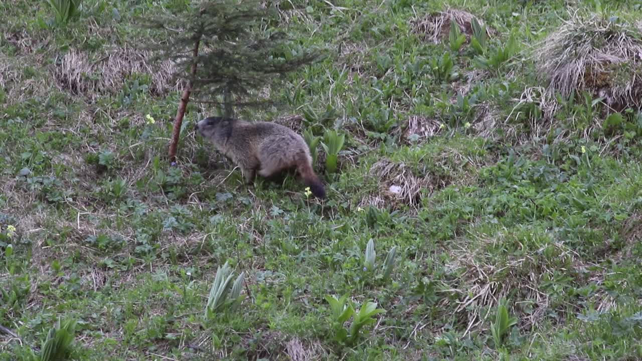 Marmotta che sale una collina verso un piccolo albero.