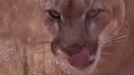 female lion licking lips in field - close up on face and tongue