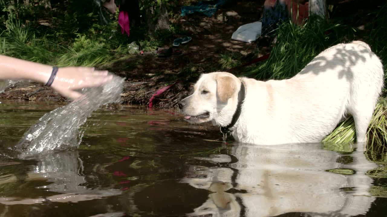 labrador retriever blanco bañándose en el agua del lago con su amo fs700 odyssey 7q 4k
