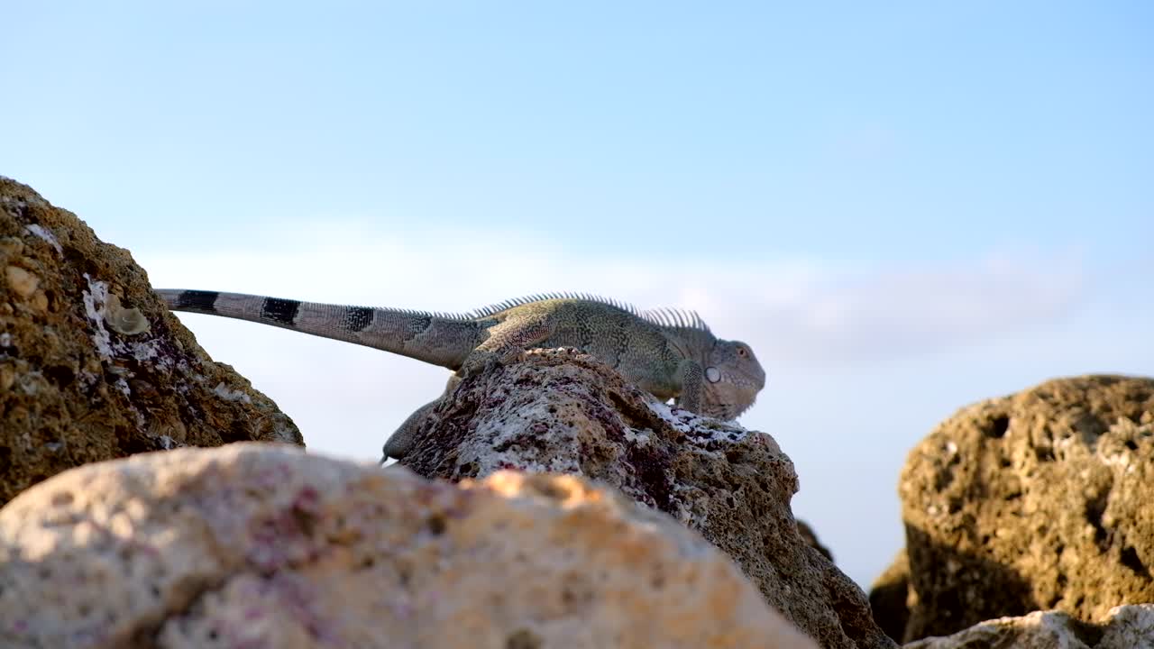 iguana salvaje tomando el sol asustada y huyendo durante la puesta de sol en el caribe