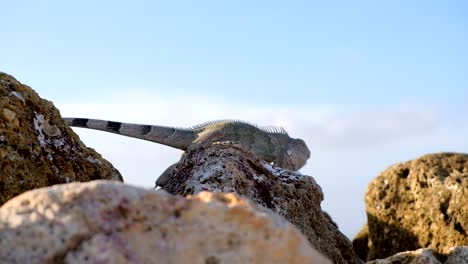 Wild-sun-basking-iguana-being-startled-and-fleeing-during-sunset-in-the-Caribbean