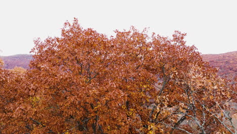 Fall-Colors---Trees-With-Orange-Brown-Leaves-During-Fall-Season-In-Arkansas,-USA