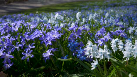 Handheld-Shot-of-Scilla-Flowers-Moving-by-The-Wind-at-a-Meadow-With-on-a-Sunny-Day-in-Borås-Sweden-at-The-Start-of-Swedish-Spring