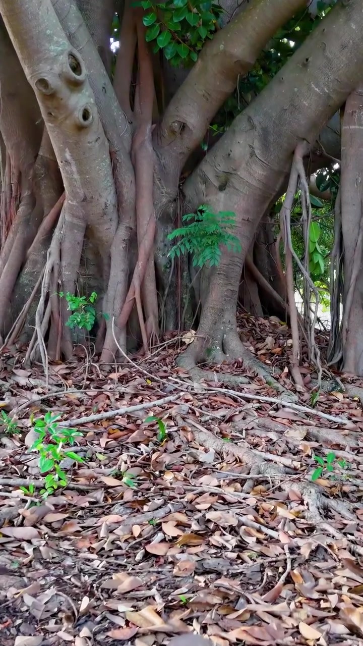 Close-up of banyan tree roots in a lush park setting, showcasing intricate root structures and vibrant greenery