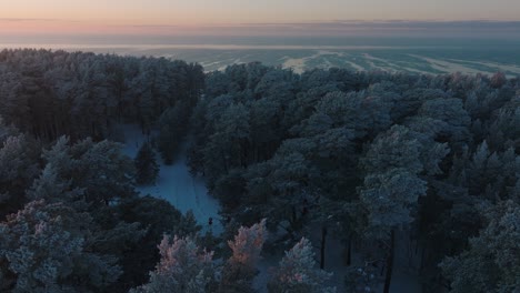 Romantic-aerial-establishing-view-of-Nordic-woodland-pine-tree-forest,-flying-above-the-winter-forest-in-sunset,-romantic-golden-hour-light-glow,-Baltic-sea-coastline,-wide-drone-shot-moving-forward