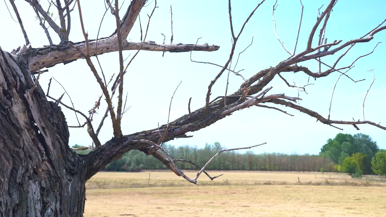 Branch of dead tree in drought riddled Bacs-Kiskun County, Hungary. Tracking.