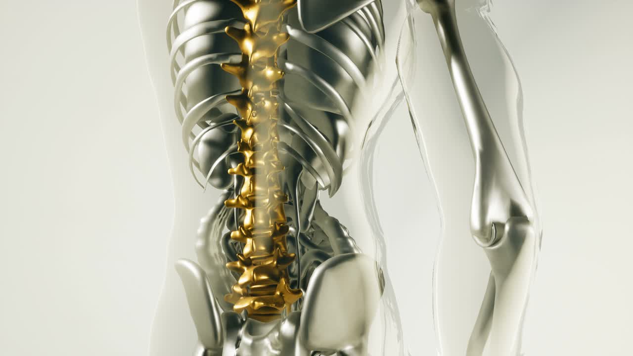 인체 척추 골격  ⁇  모델과 장기