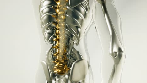 human spine skeleton bones model with organs