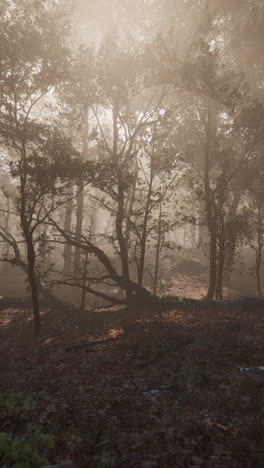 camino de bosque brumoso: un paisaje sereno de otoño