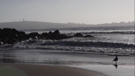 couple of birds on wavy rocky beach at tunquen beach