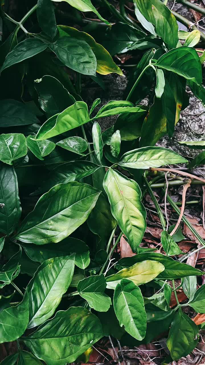 primer plano de un follaje verde y exuberante