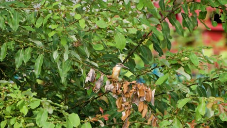 Eisvogel,-Der-Auf-Einem-Grünen-Zweig-Sitzt,-Fliegt-In-Zeitlupe-Davon