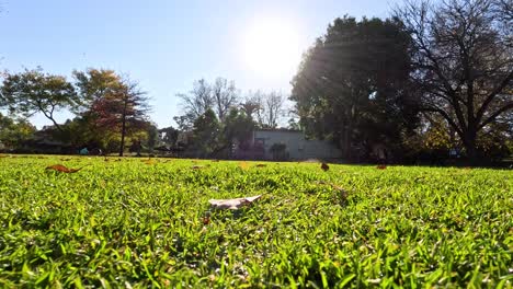 sunlit park with trees and grass