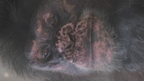 closeup of the face of an adult gorilla monkey closeup of the face of an adult gorilla monkey