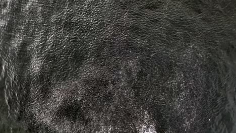 a top down view over a large school of fish in the waters of the atlantic ocean, near rockaway beach in ny