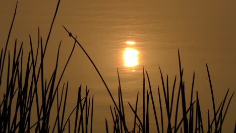 4K-Cinematic-golden-shimmering-sunset-reflecting-on-gentle-water-ripples-on-lake-surface-with-grass-silhouette-in-the-foreground-as-dusk-comes