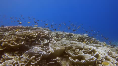 漂浮在原始珊瑚礁上 漂浮着成百上千的珊瑚礁小鱼