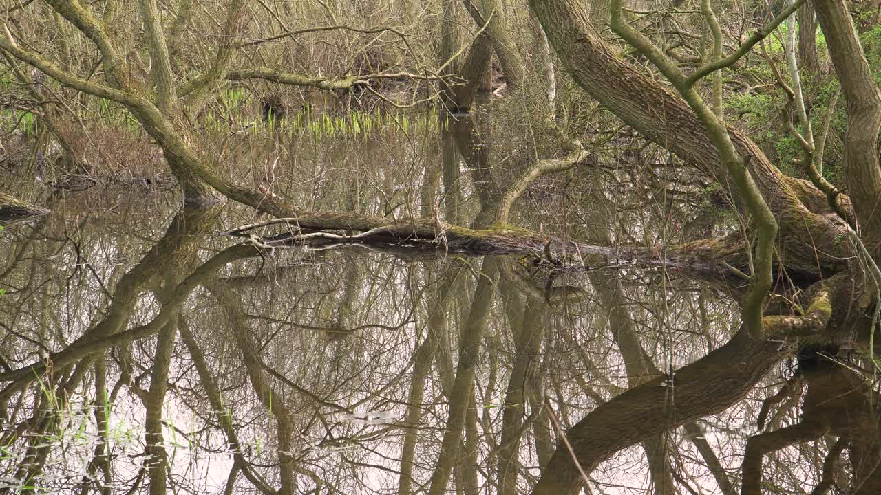 4.000 viejos troncos de sauce dentro de un pequeño lago, reflejos de los troncos en el agua