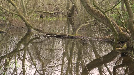 4K-old-willow-tree-trunks-inside-a-small-lake,-reflections-of-the-trunks-in-the-water