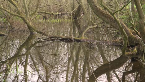 4k old willow tree trunks inside a small lake, reflections of the trunks in the water