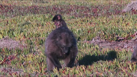 An-infant-Chacma-baboon-clinging-to-it's-mothers-back-while-she-forages,-close-up