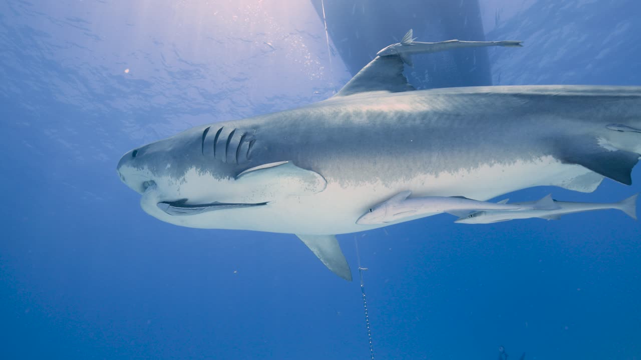 Emma the famous tiger shark swims by and up to the surface with beautiful light in the bahamas at Tiger Beach with a boat at the surface 2