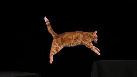 red tabby domestic cat, adult leaping against black background, slow motion 4k