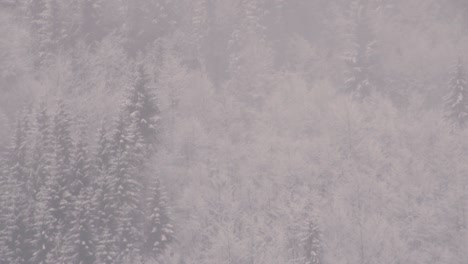 Nebel-Zieht-über-Schneebedeckte-Fichten-Und-Buchen