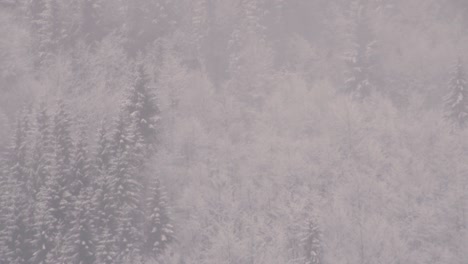 la niebla se mueve sobre abetos y hayas cubiertos de nieve