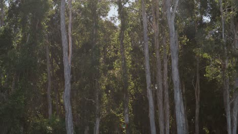 static shot of australian paperbark, filmed in queensland