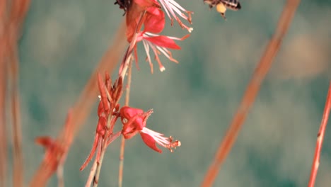 abeja en un jardín volando