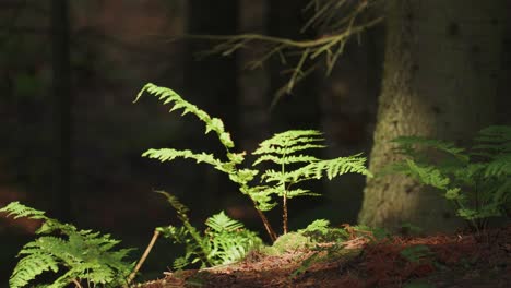 Ein-Hellgrüner-Farn-Auf-Dem-Sonnenbeschienenen-Waldboden